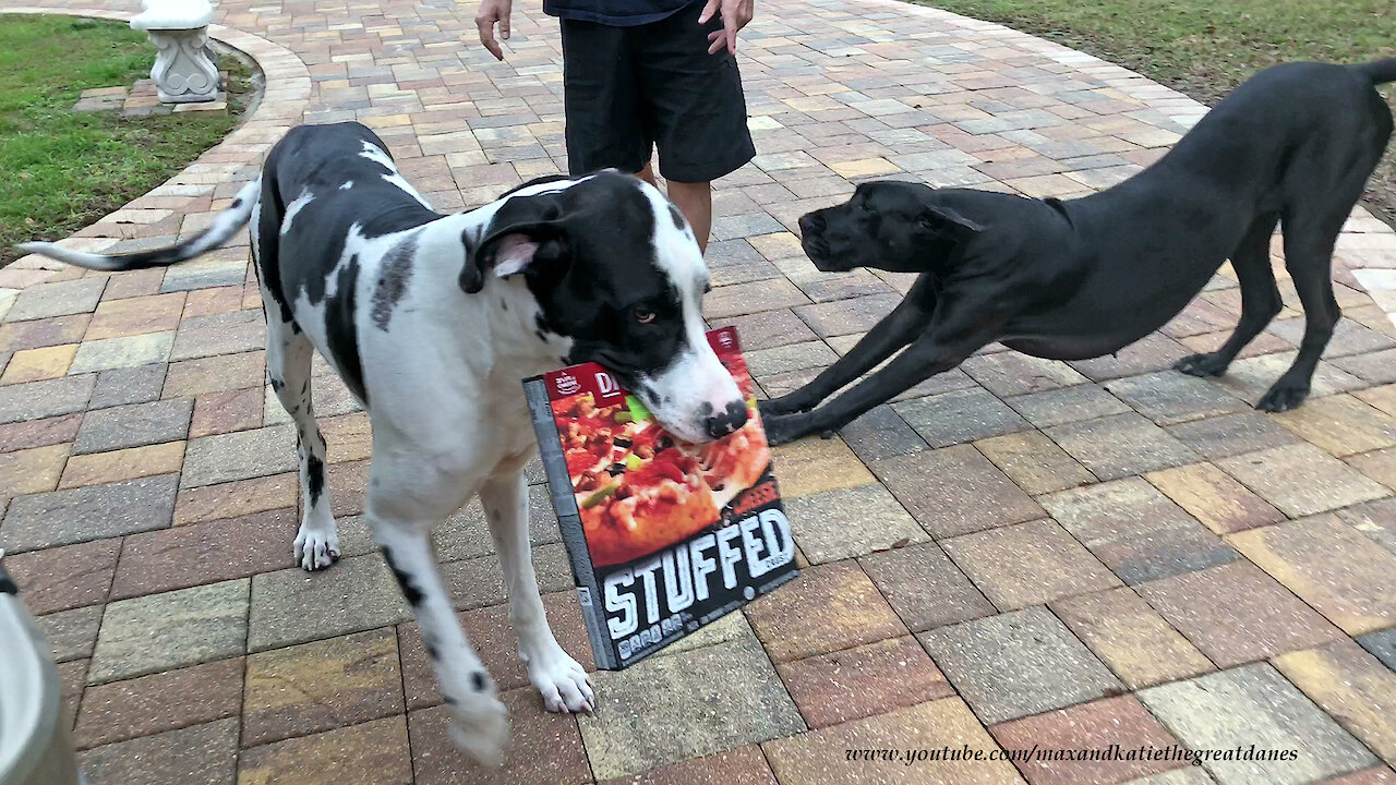 Great Danes try their hand at delivering pizzas