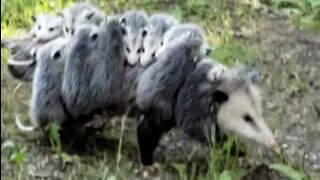 Cette maman opossum est un exemple de dévouement
