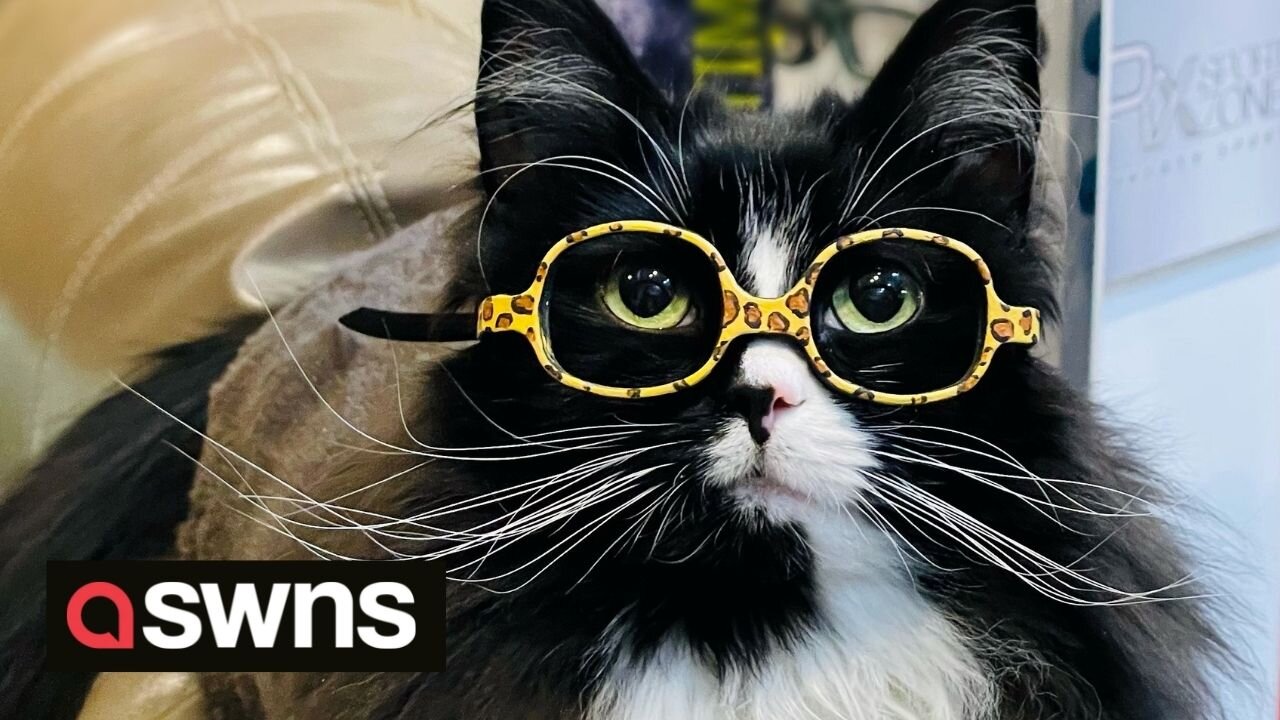 Meet the cat who wears glasses to help children during their trip to the optician