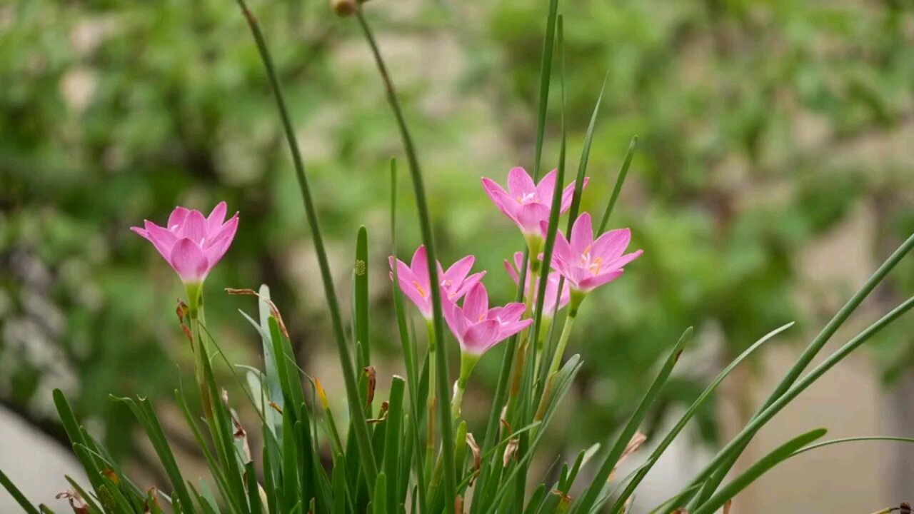 "Fairy Lily: Enchanting Blooms and Delicate Beauty"