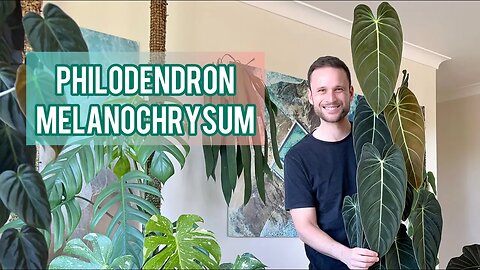 Philodendron melanochrysum - Plant Spotlight & Care Tips