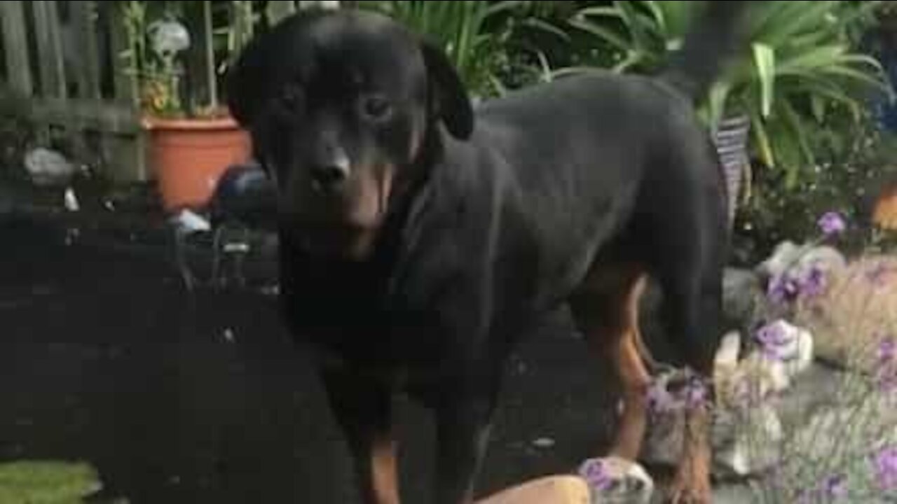 Rottweiler curioso cai em lago