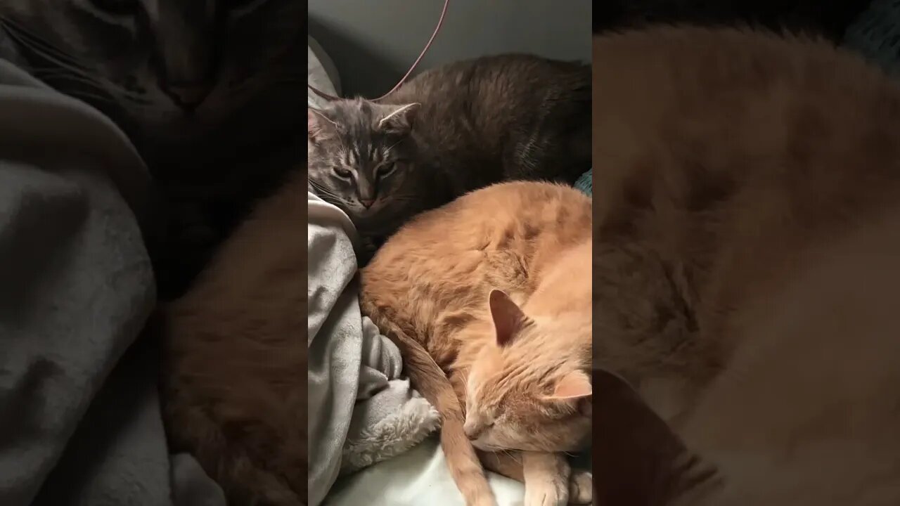 Cats resting on bed