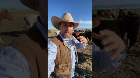 Do Wild Horses Need Shoes?