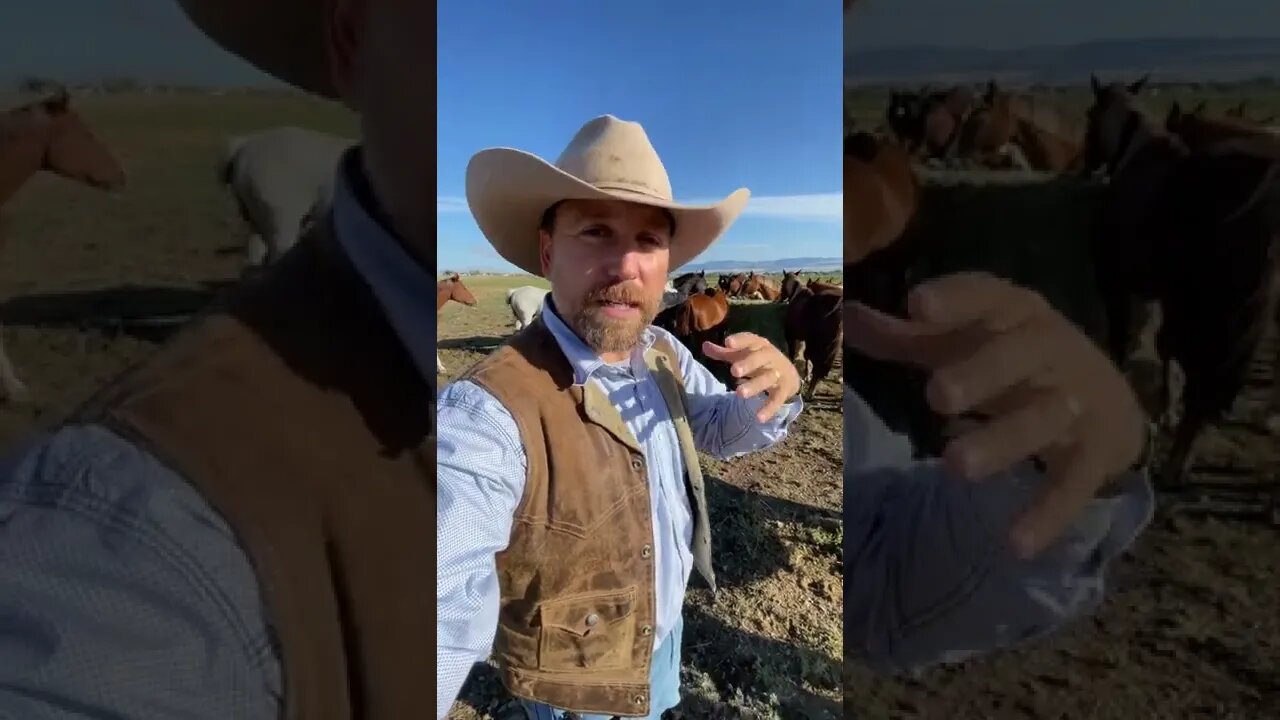 Do Wild Horses Need Shoes?