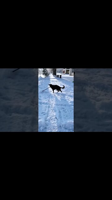 When your dog helps to shovel the snow