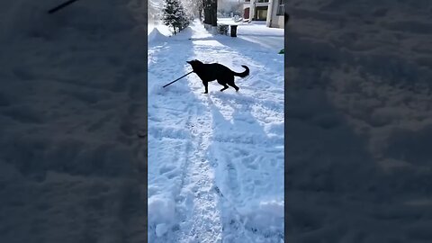 When your dog helps to shovel the snow