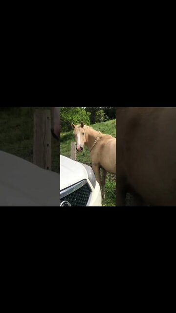 Palomino brumby perfect 🤩