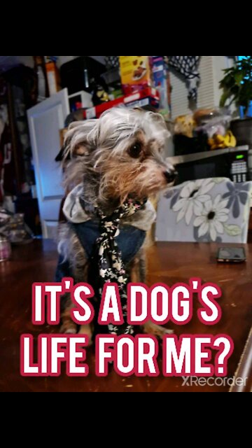 It's A dog's life for me!