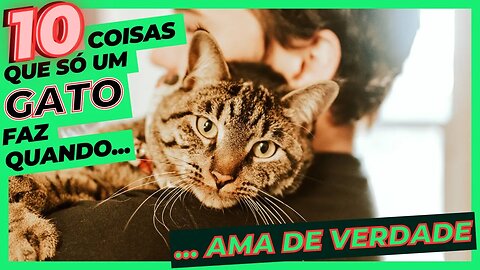 10 coisas que só um gato faz quando ama de verdade