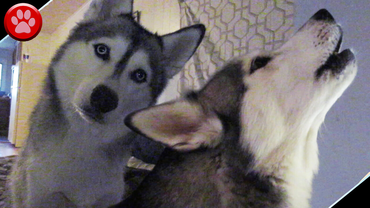 Husky Doing Head Tilts