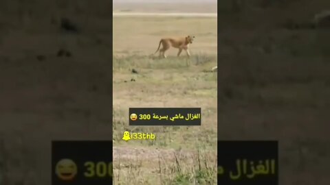 غزال يمر بسرعة كبيرة أمام #أسد لم يلاحظه