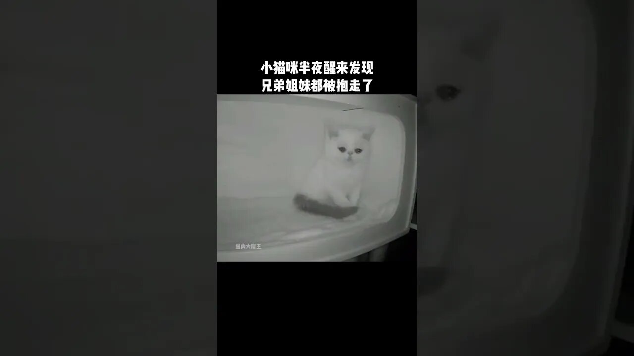 小貓咪半夜醒來發現，兄弟姐妹都被抱走了#萌寵 #貓咪 #萬萬沒想到 #這是一個悲傷的故事 #傷心 #感動瞬間 #這也太可愛了吧 #娛樂評論大賞#shorts