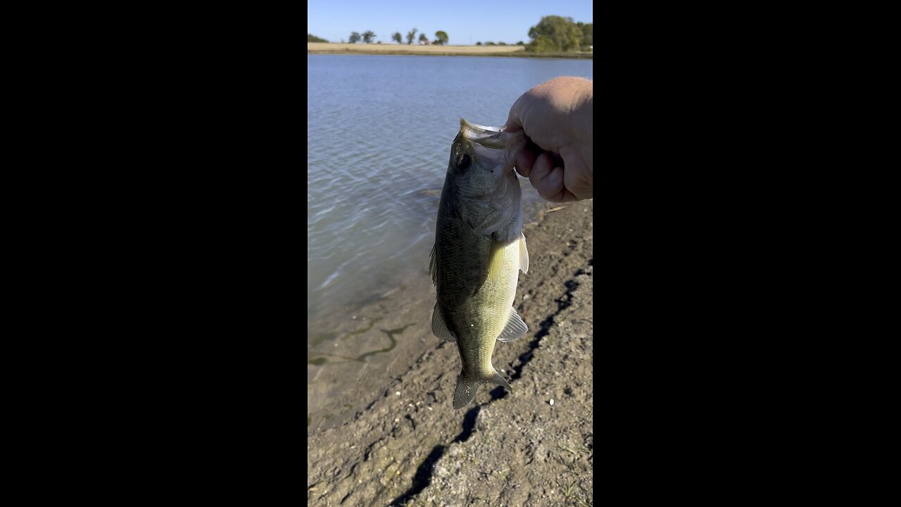 Largemouth bass