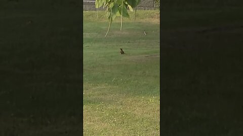 oops bird #shorts