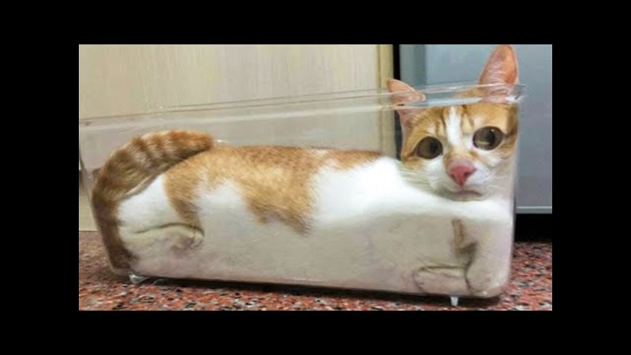 Best Funny Dogs And Cats Videos 🐶😹 - Funny Animals Compilation 😂