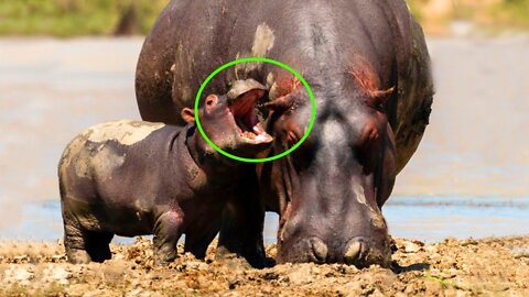 TRY NOT TO LAUGH with Funny Animal's Life Compilation🤣🤣 Funniest Animals Video