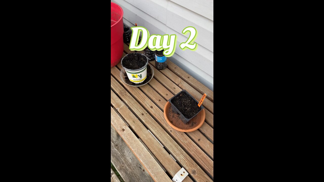 Day 2 of our deck gardening