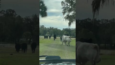 Cow Town Traffic #cow #cows #cattle #cattlefarm #shorts #crosstown