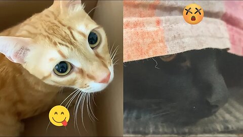 Two Cats One Package: Sunny Goes For Box, Milo Is Cautious 😅