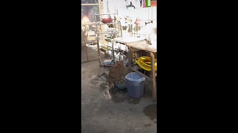 FUNNY ANIMAL VOICEOVER 😂😂😂