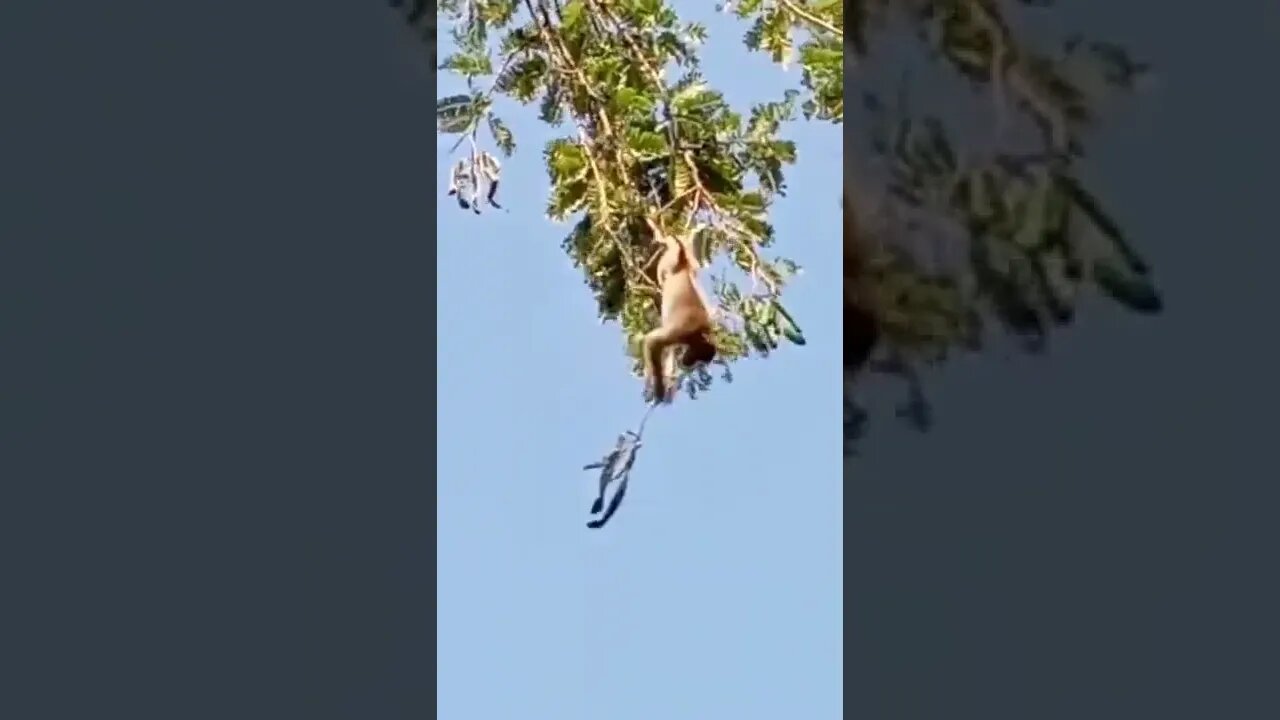 #youtubeshorts amazing monky❤️🤣