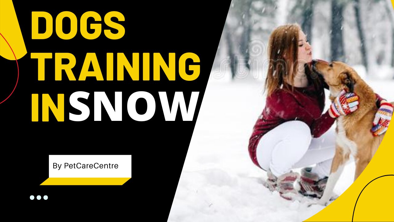 Dogs Training In Snow | Pet Dogs Training | #dogstraining