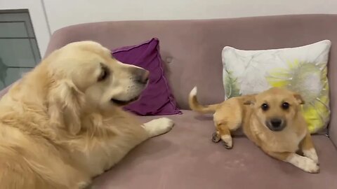 Golden Retriever and Puppy Playing on the Sofa