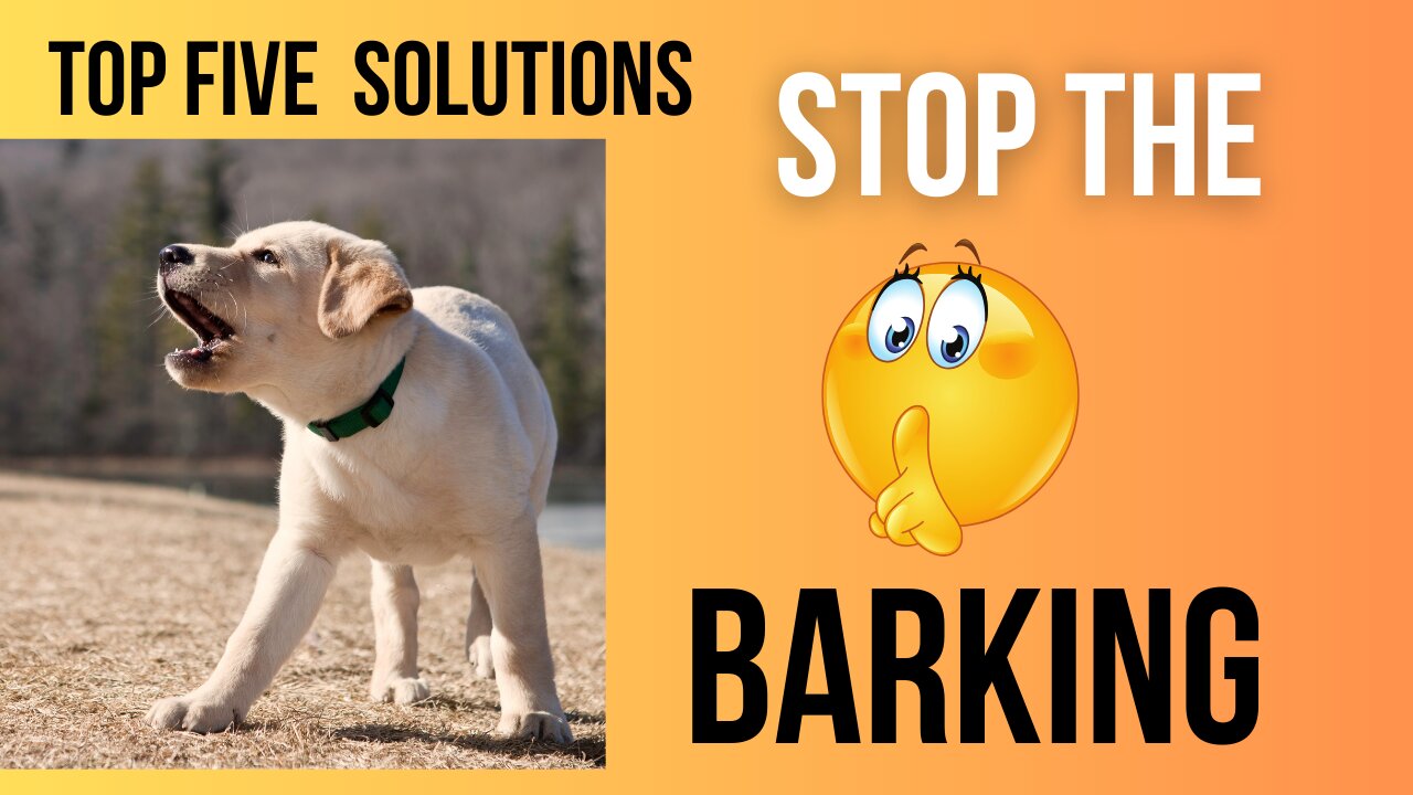 Top Five Solutions to Stop the Barking