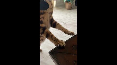 Taylor the Bengal Cat
