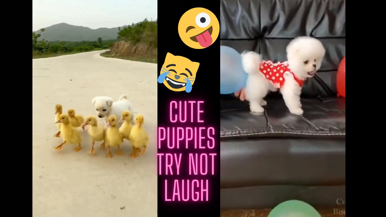 🥰😘😍So Cute Puppies And Smart Dogs | Try Not Laugh 😍🥰😁😂🐕‍🦺🙊