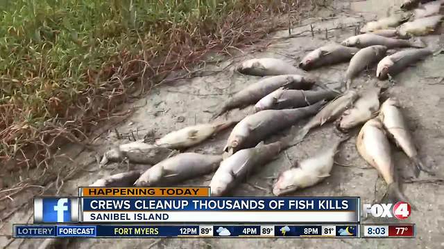 Crews continue to remove thousands of dead fish off Sanibel Island - 8am live report