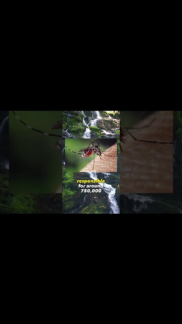 Deadliest Animal to humans!