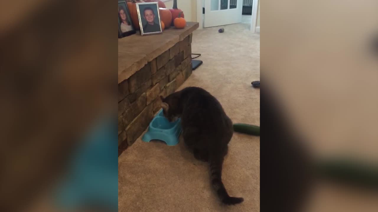 Kitty Cucumber Scare FAIL