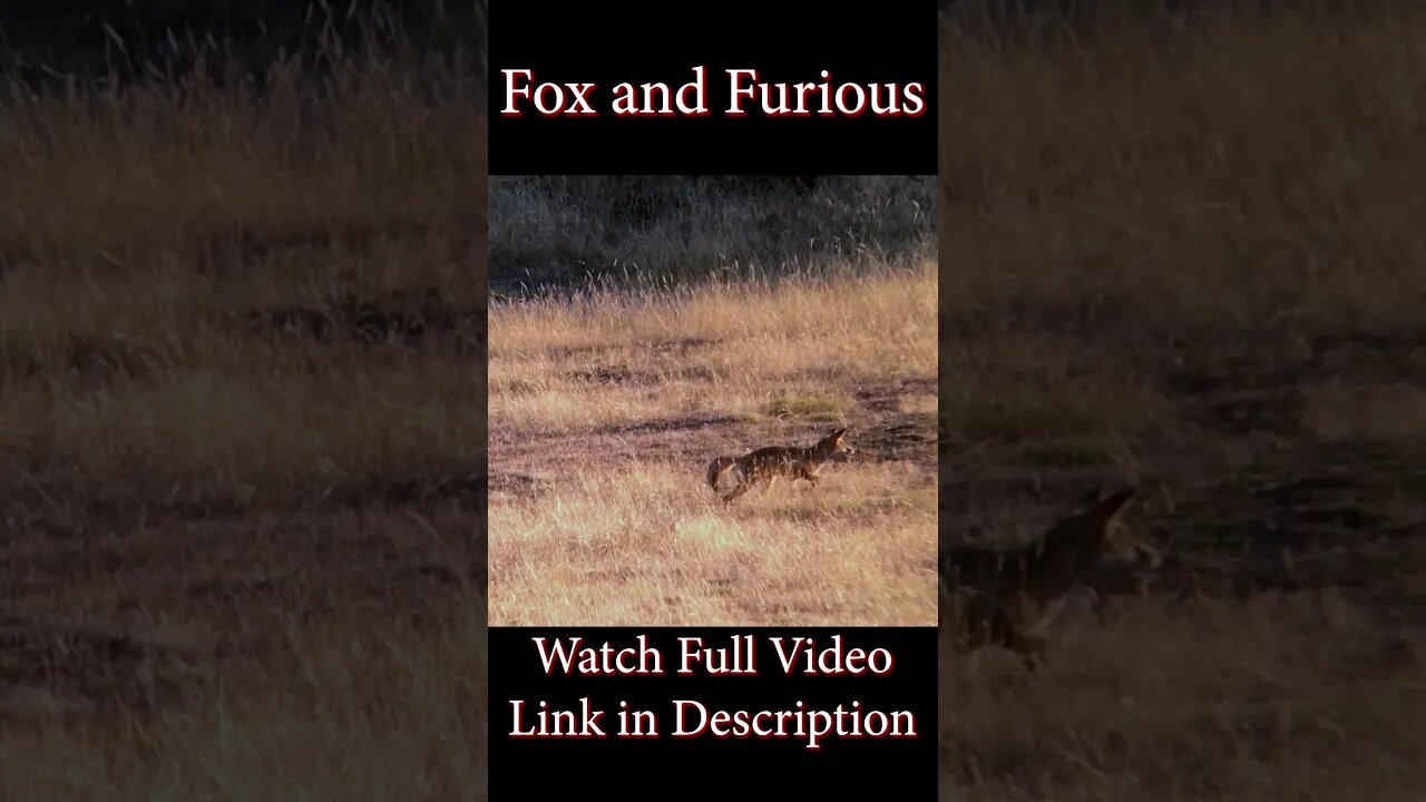 Fox and Furious