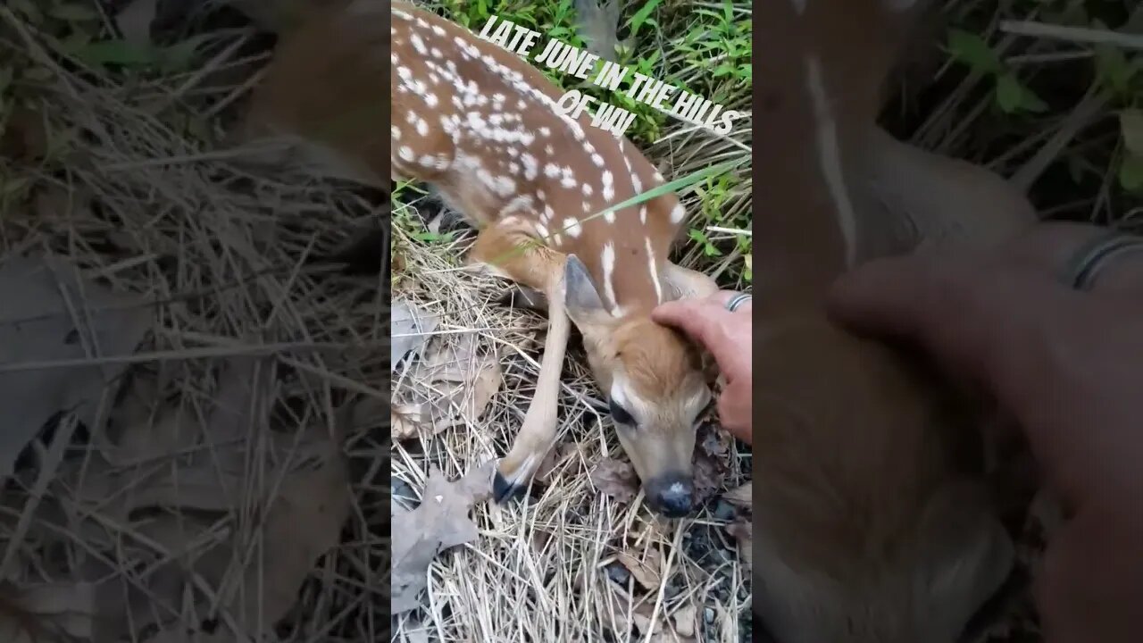 little guy just laid down and stared at me #fawn #wildlife #fypシ #foryou #nature #cute #deer #usa