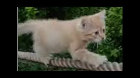 Рыжий вышел погулять умный котенок 😻 smart kitten →