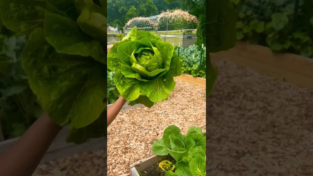 Cleaning out the Garden #gardening #homestead #harvesting #foryou #reels #asmr #farmlife #summer