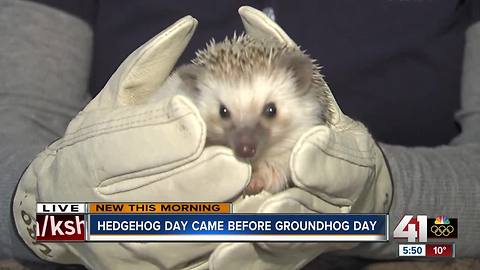 KC Zoo hedgehog predicts early spring