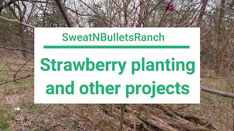 Planting strawberries and other spring projects