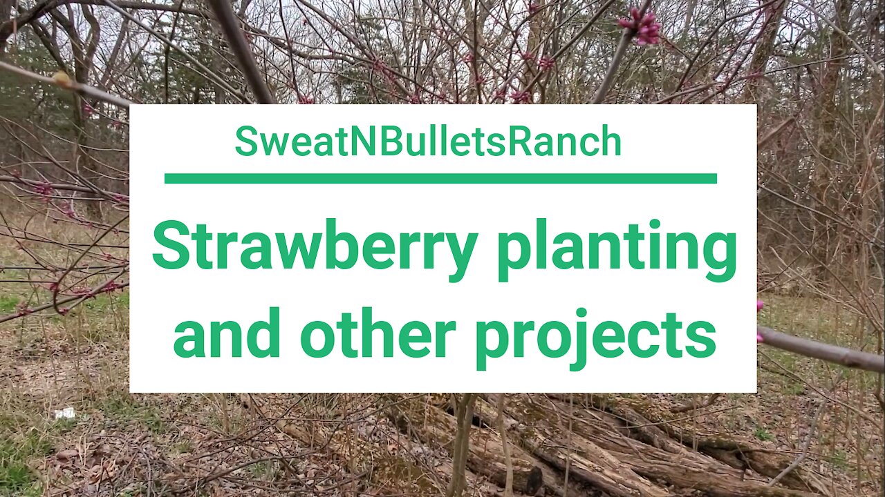 Planting strawberries and other spring projects