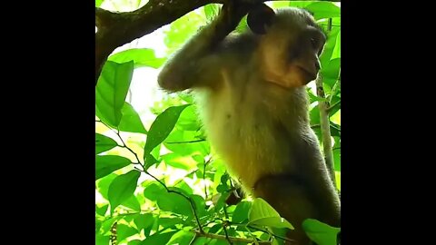 This monkey is pathetic, it has injuries on its body 😥😢😥😢