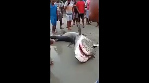 Shark attack 😱 #viral