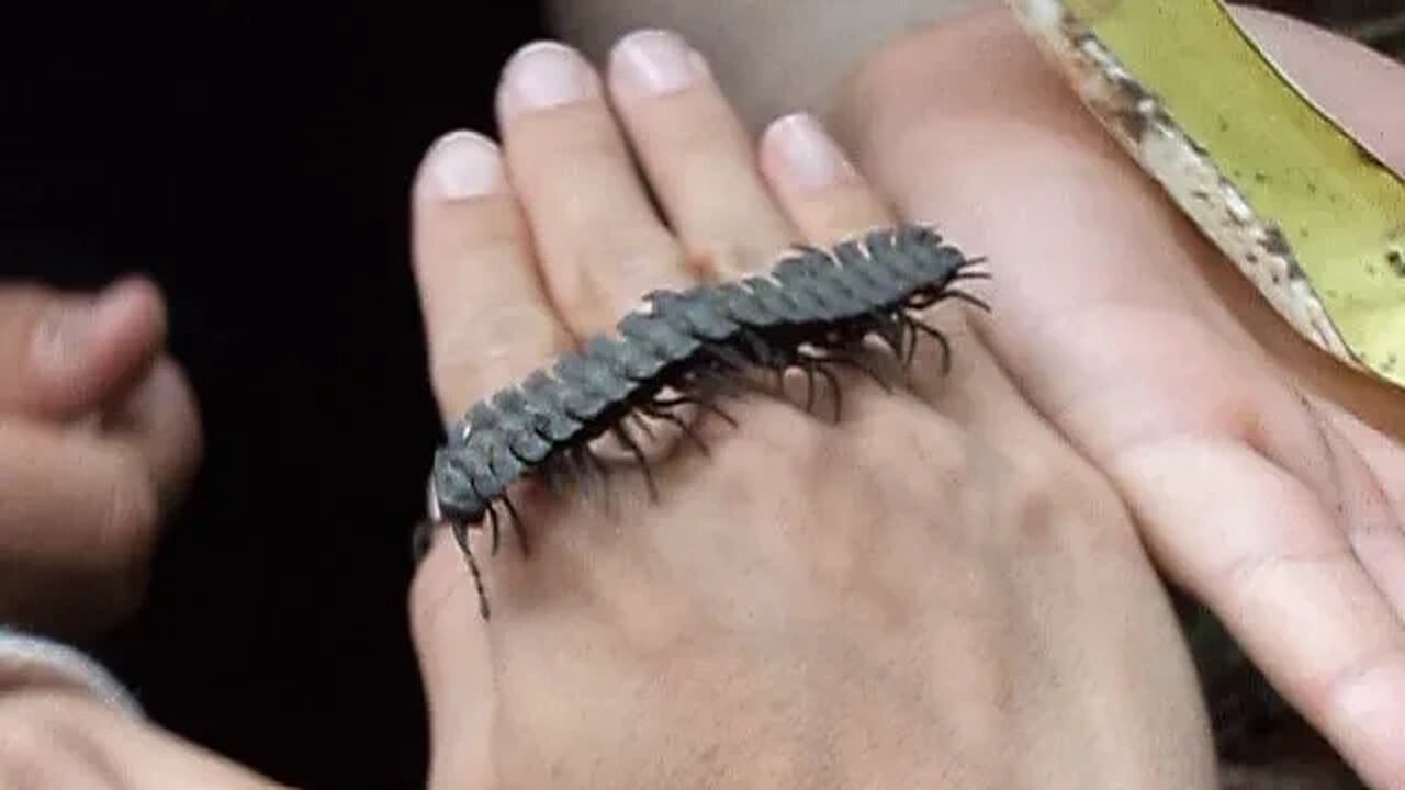 Giant Millipede! Short video. Amazon rainforest, Ecuador in the Cuyabeno wildlife reserve near Peru.