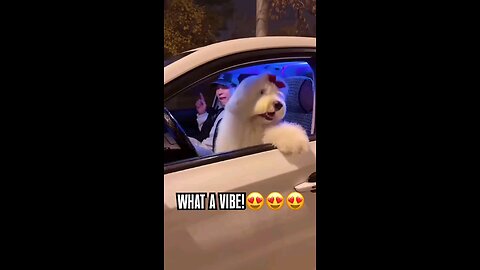 Funny dog dance