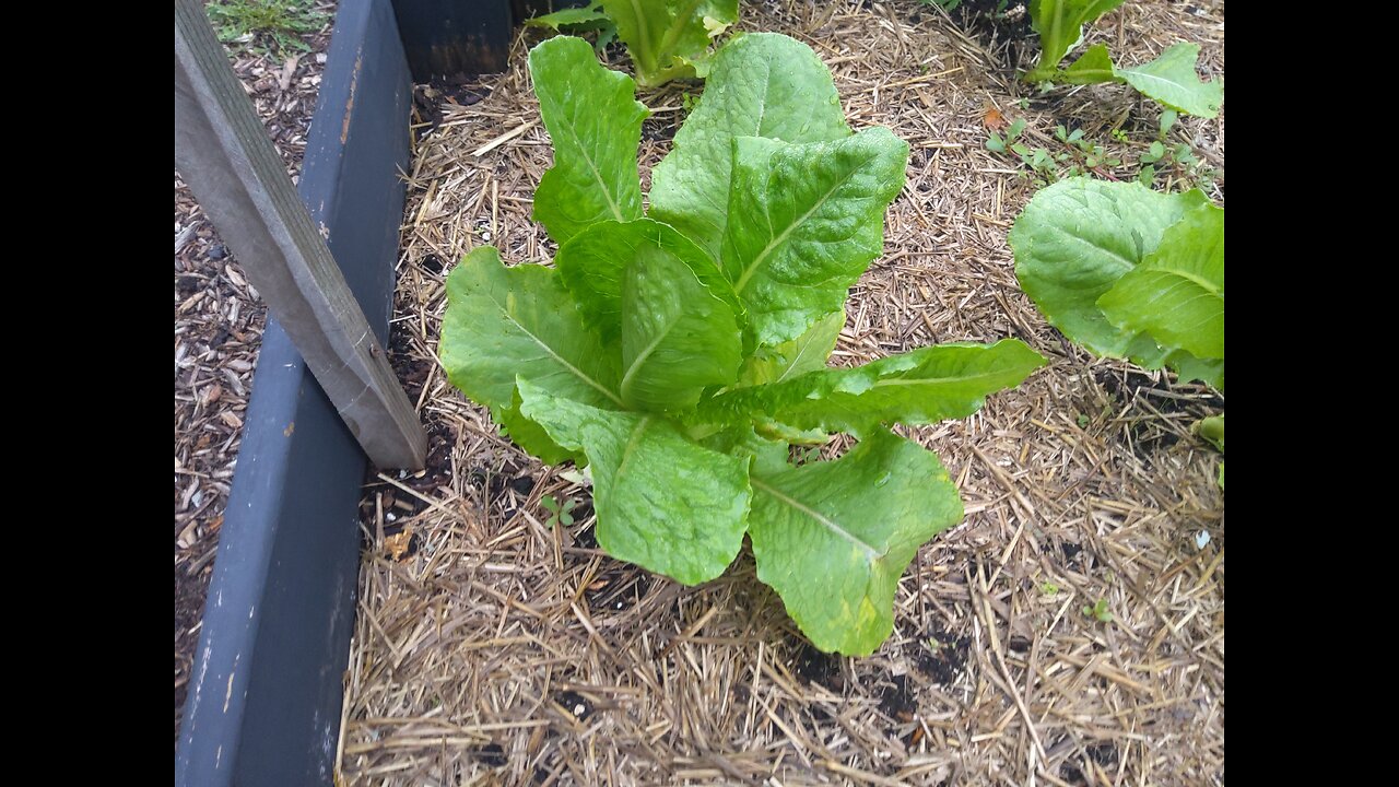 Harvesting Romain Lettuce In The Fall 10/1/24