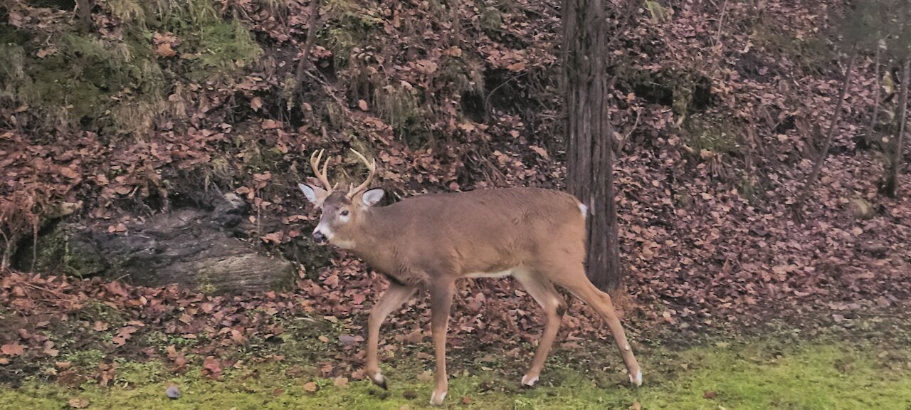 Large Buck