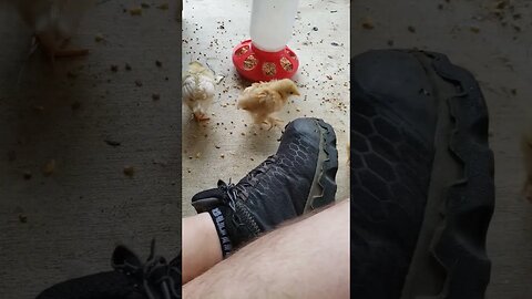 Chick attacks me
