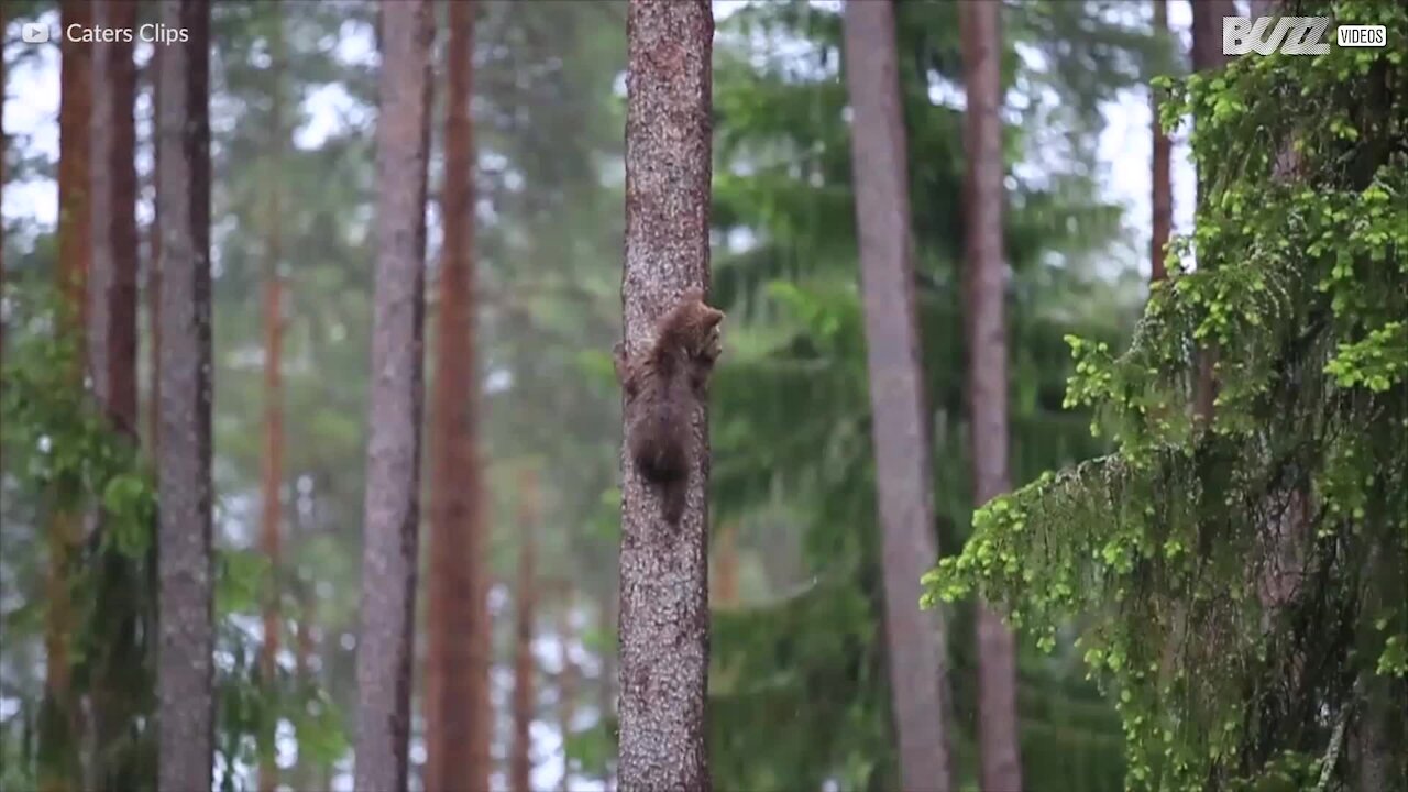 Den bedårande sidan av björnar