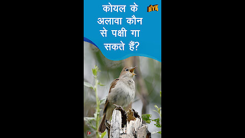 सॉन्गबर्ड्स किन्हे कहते है ? *